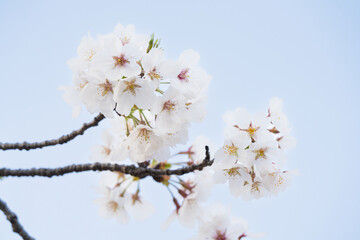 桜並木がある風景
