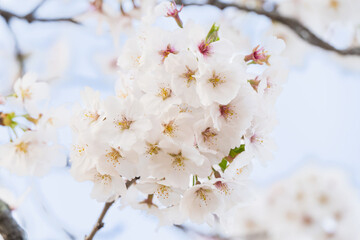 桜並木がある風景