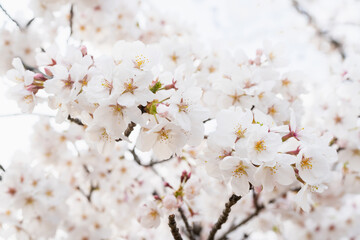 桜並木がある風景