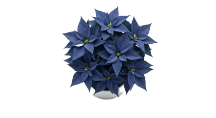 Dark Blue Poinsettia Plant With Water Drops Isolated