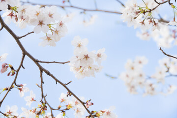 桜並木がある風景