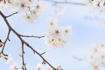 桜並木がある風景