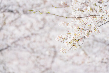 Fototapeta premium 桜並木がある風景