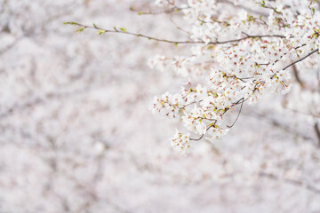 桜並木がある風景