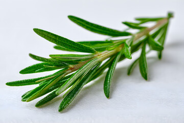 Fototapeta premium Fresh Single Sprig of Rosemary on White Background Perfect for Culinary and Decorative Uses