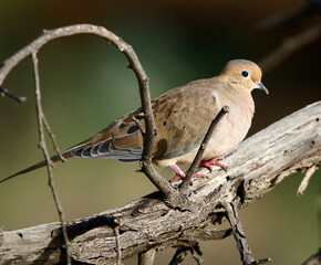 Dove