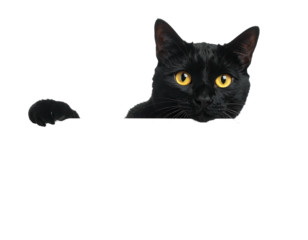 Elegant black cat stares with piercing yellow eyes peering from a black void, paw extended