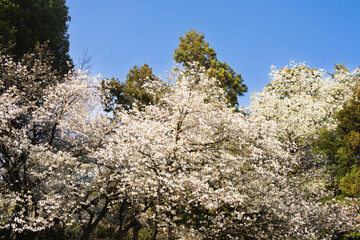 桜並木がある風景