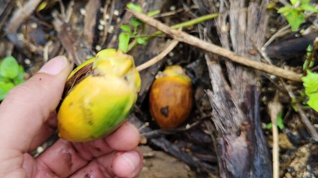 hands picking up ripe areca nuts that have fallen and are ready to be harvested