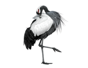 Striking crane with white body, dark neck, and red face preens standing on one leg against a stark black backdrop