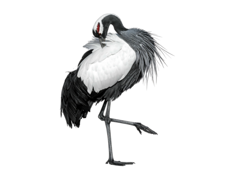 Striking crane with white body, dark neck, and red face preens standing on one leg against a stark black backdrop