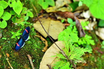 tropical butterfly in humid fores