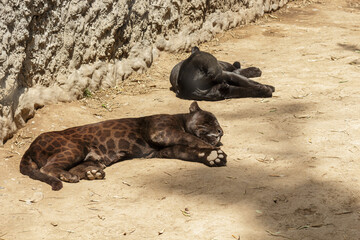 Dos jaguares durmiendo en el suelo, uno con melanismo y otro negro, en el zoológico