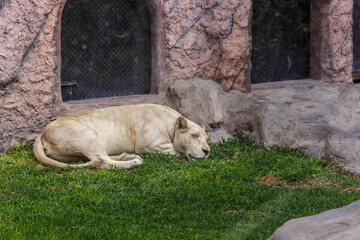 Le&oacute;n blanco en cautiverio durmiendo en el zool&oacute;gico
