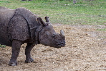 Obraz premium Rinoceronte en cautiverio en el zoológico