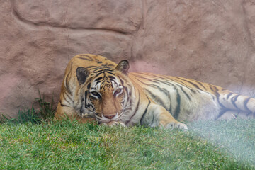 Tigre en cautiverio descansando sobre el césped y mirando a la cámara
