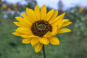 Flowers and honey bees