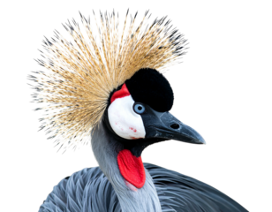 Elegant crowned crane portrait with a striking head plume, grey plumage, and vibrant red patch on its neck
