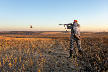 Hunter man takes aim at a ringneck pheasant as it takes flight.  Autumn hunting season.