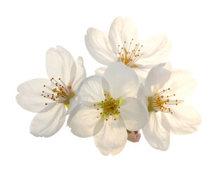 Obraz premium Four white flowers with yellow centers, petals clustered tightly, soft lighting against a stark black background