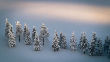Snow-covered evergreen trees in a foggy winter landscape