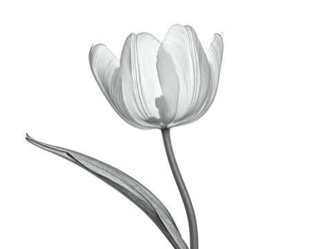 Elegant grayscale tulip with layered petals on a sleek stem, set against a stark black background