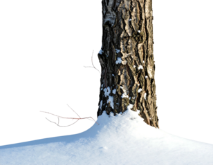 Snowy tree base against black backdrop, textured bark and snow. Branches appear