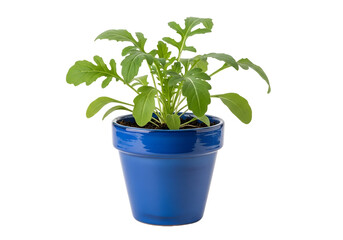 Fototapeta premium Vibrant green seedling in a classic blue ceramic pot against a stark black background.