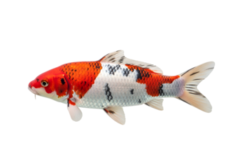 A vibrant koi fish, displaying a striking pattern of red, orange, white, and black scales, is featured against a stark black background.