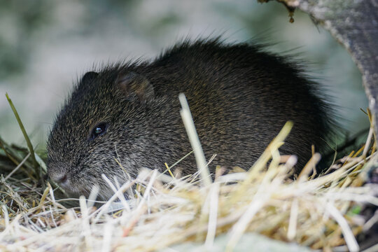 Wild guinea pig outdoors in nature.
