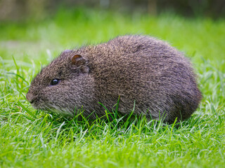 Wild guinea pig outdoors in nature.
