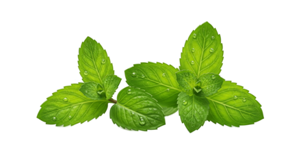 Fresh Mint Leaves With Water Droplets Isolated Green Herb