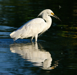 Snowy Egret