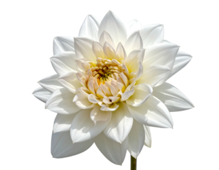 Elegant white dahlia flower against a stark black background, showcasing its delicate petals and bright golden center