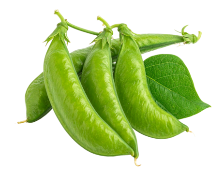 Fresh, green snap peas with leaf on a vine, isolated on black, showing texture, shape, and natural, vibrant color
