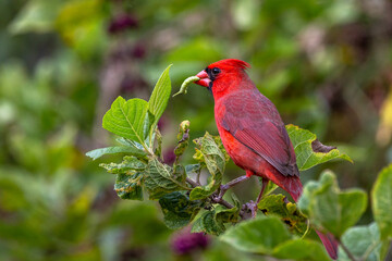 Northern cardinal (Cardinalis cardinals) eating a green caterpillar in Sarasota, Florida