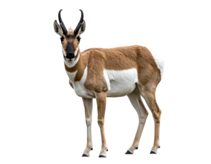 Pronghorn stands alert, displaying its brown and white coat against a contrasting dark backdrop