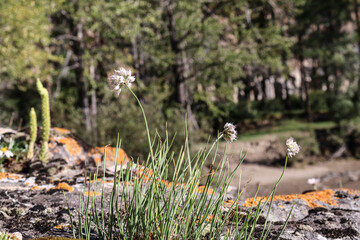 Wild onion (Allium) flower in focus with blurred houseleek (Sempervivum tectorum) on stones