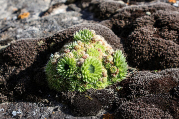 Close-up of vibrant houseleek (Sempervivum tectorum) growing on rugged volcanic rock under bright sunlight — perfect for botanical, nature, or garden design projects.