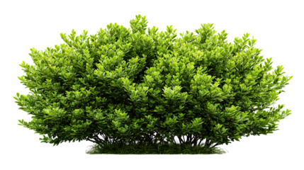 Green boxwood shrub with small leaves on transparent background for architectural visualization and design