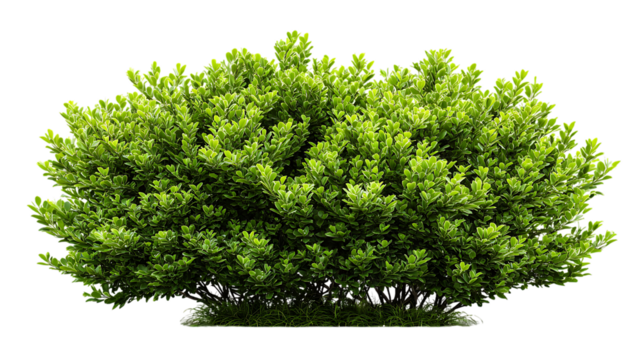Green boxwood shrub with small leaves on transparent background for architectural visualization and design