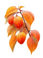 Branch with golden leaves and round orange fruit