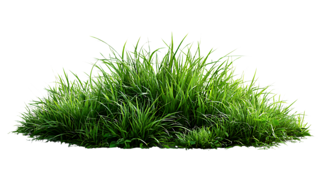 Lush green grass clump with blades isolated on transparent background for easy use