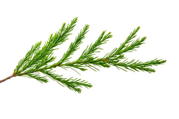 Evergreen branch with needles isolated on a transparent background