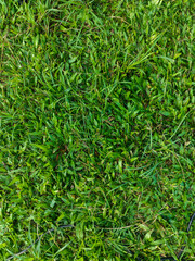 Green grass texture. Green grass field, lawn in spring. Colorful grass background. Closeup of freshly cut lawn, garden. Sports grass surface. Grassland background close up. Grass wallpapers.