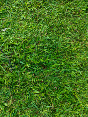 Green grass texture. Green grass field, lawn in spring. Colorful grass background. Closeup of freshly cut lawn, garden. Sports grass surface. Grassland background close up. Grass wallpapers.