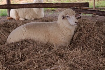 Obraz premium sheep and lambs