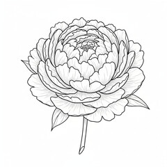 Obraz premium vector illustration of a peony flower line art isolated in white
