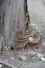 tree stump in the forest