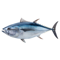 Fototapeta premium Bluefin Tuna isolated on transparent background - design element